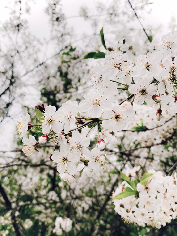 Plum Blossom On Tree Branches