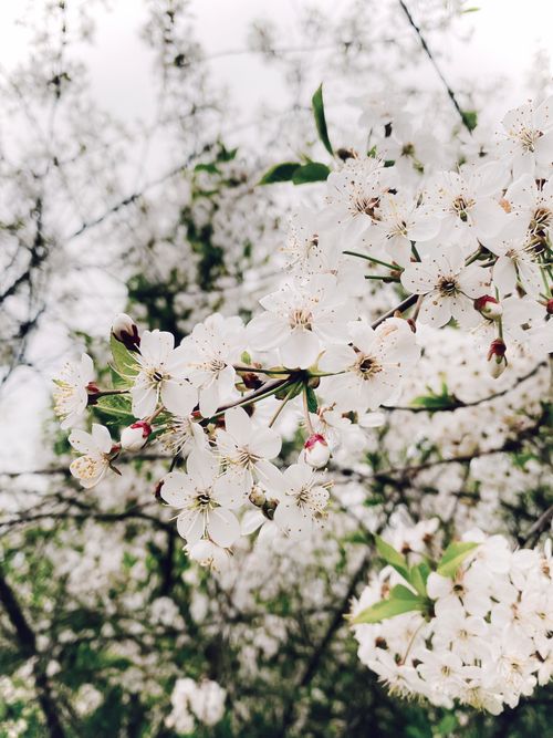 Free A detailed close-up of white plum blossoms in full bloom against a blurred natural background in spring. Stock Photo