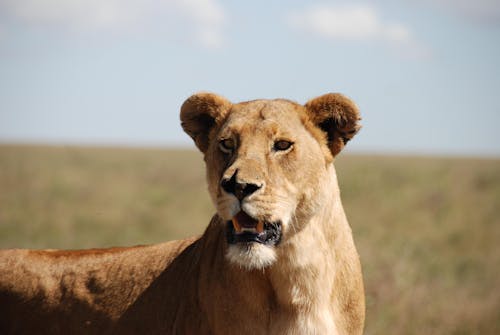 無料 ネコ科, ライオン, 動物の写真の無料の写真素材 写真素材