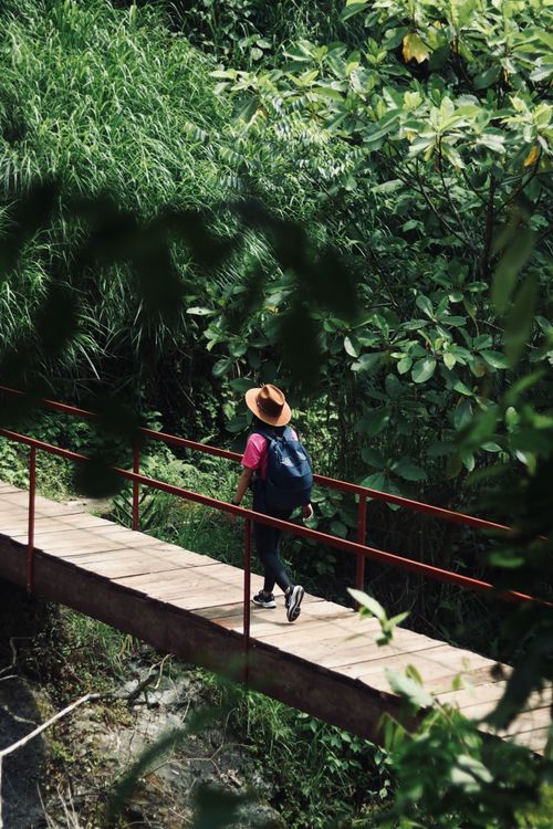 Free Person walking on a bridge in a vibrant rainforest, capturing wanderlust and exploration. Stock Photo