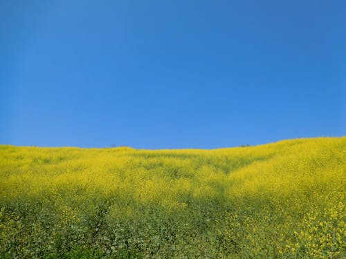 Gratuit Imagine de stoc gratuită din câmp, cer albastru, fermă Fotografie de stoc