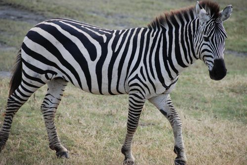 Free A detailed close-up of a Plains zebra walking in its natural habitat, showcasing its unique stripes. Stock Photo