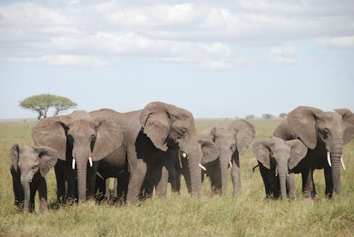 Ingyenes stockfotó afrikai elefántok, állat, állatfotók témában