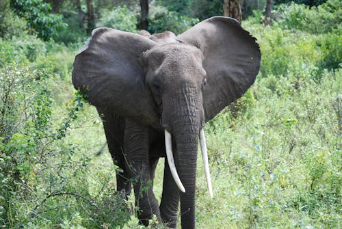 アフリカゾウ, サファリ, 動物の無料の写真素材