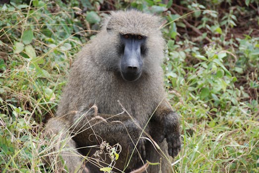 Close-up of an olive baboon sitting in a natural setting, showcasing its natural habitat.