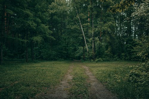 Pathway Towards the Woods