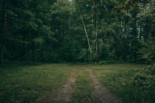A tranquil unpaved pathway leads through a dense, verdant forest.