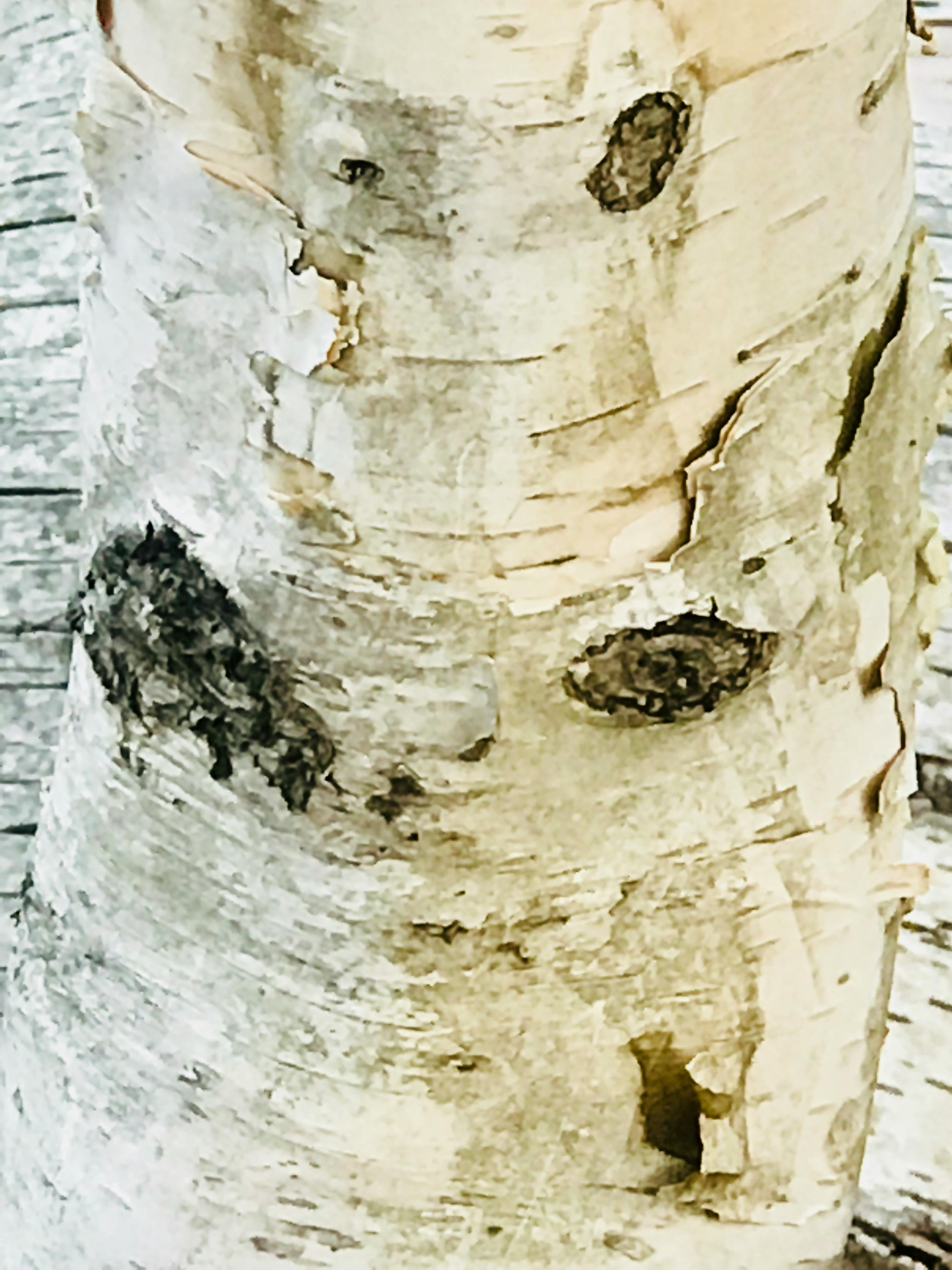 Free stock photo of birch, tree