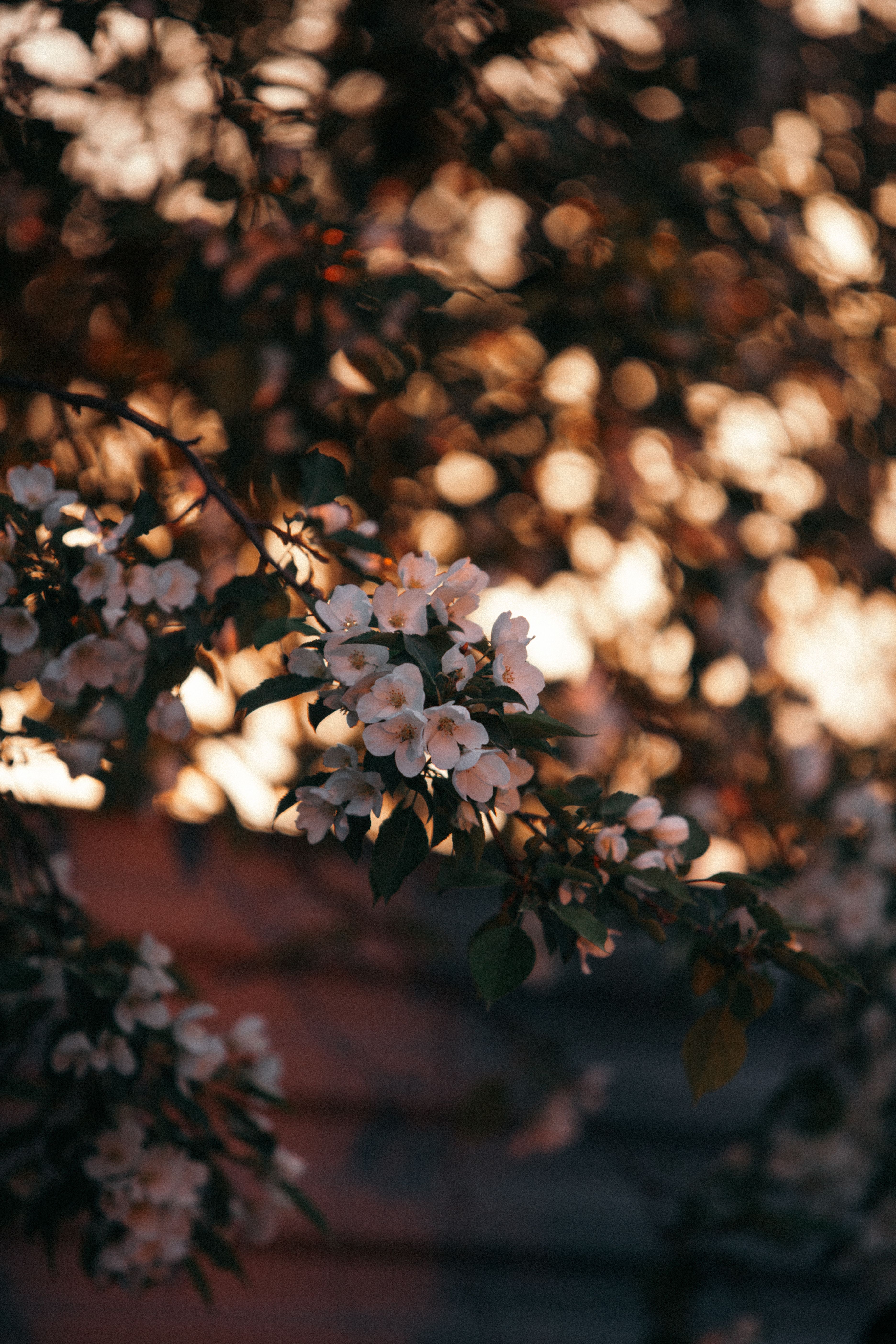 White Flowers in Bloom · Free Stock Photo