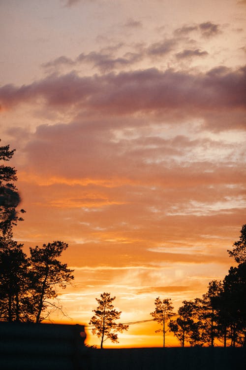 คลังภาพถ่ายฟรี ของ ซิลูเอตต์, ต้นไม้, ท้องฟ้าที่น่าทึ่ง