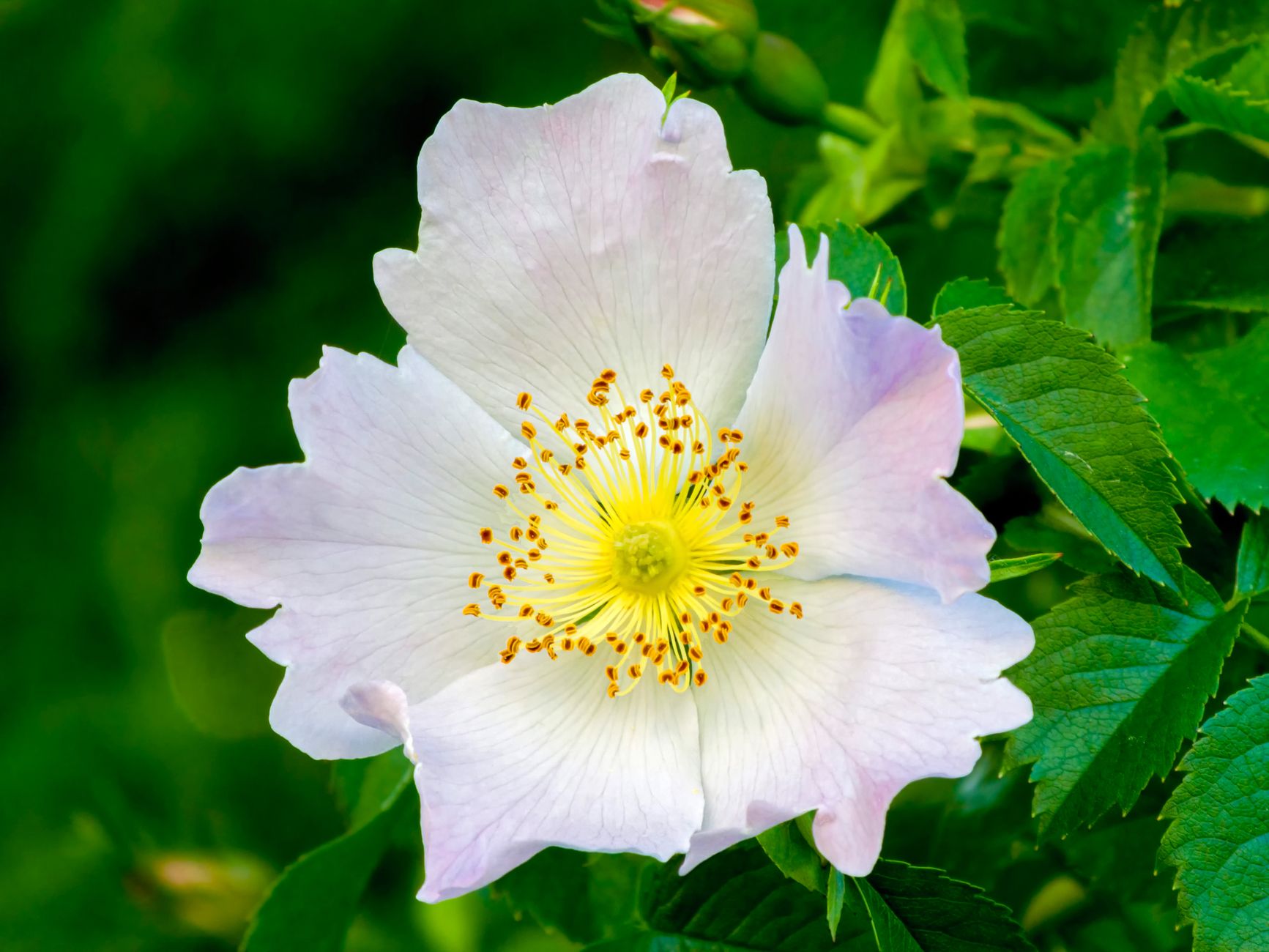 Dog Rose