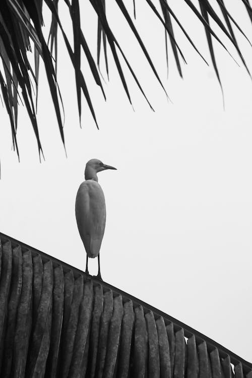 Black and White Photo of Egret Sitting on Palm Leaf