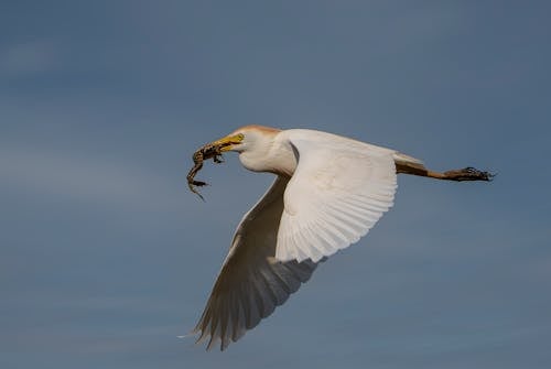 Cattle Egret in Flight with Frog on Mouth