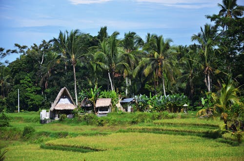 Tiny house in a beautiful paddy rice field