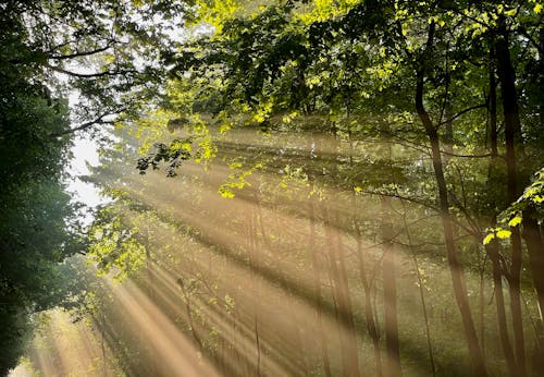Foto stok gratis hutan, pohon, sorot sinar matahari