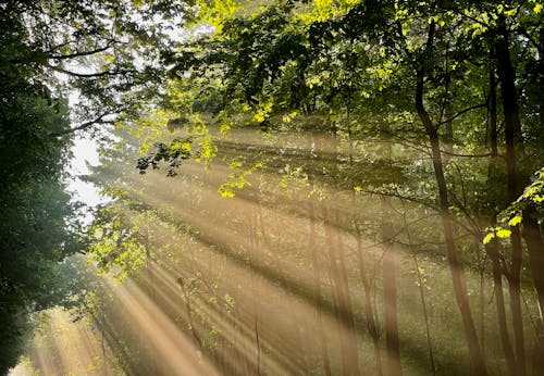 Free Photo of Trees in the Woods Stock Photo