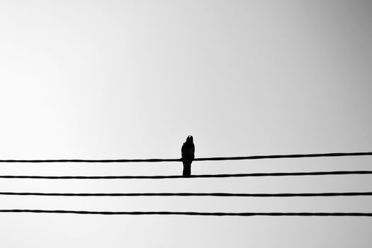 Black and white photo of a pigeon perched on power lines against a clear sky, creating a minimalist aesthetic.