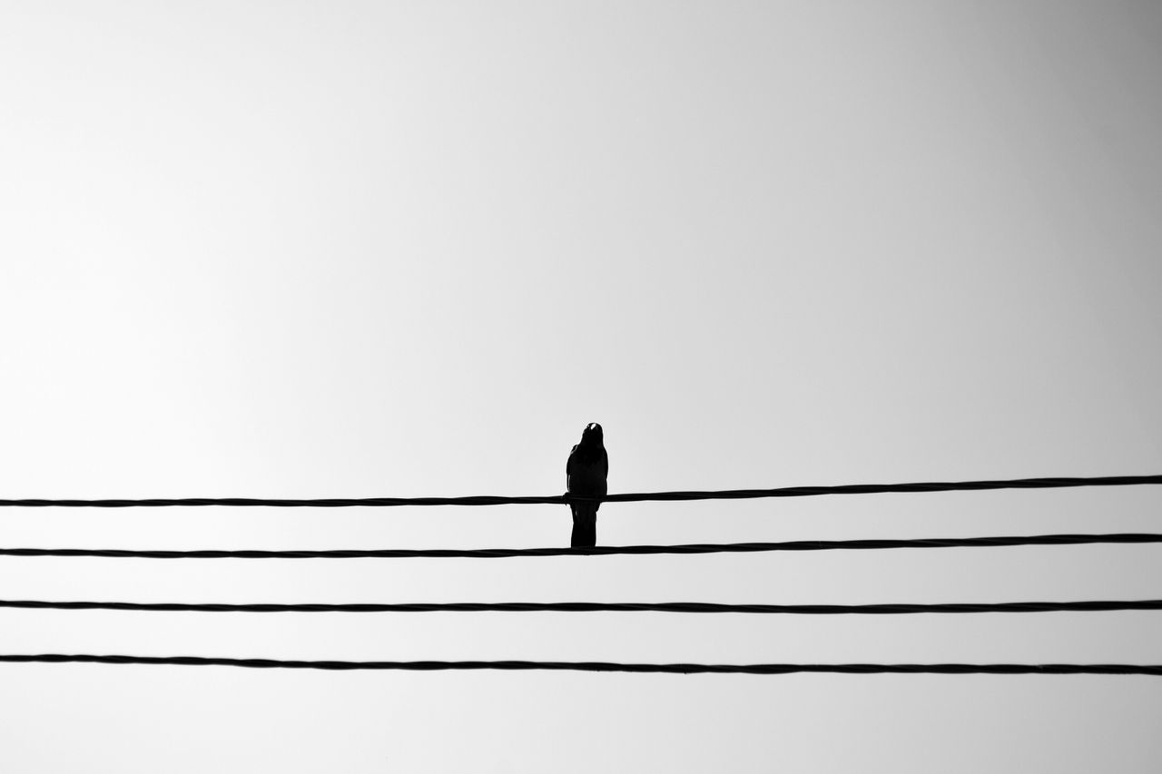 black and white photo of a pigeon perched on power lines against a cle