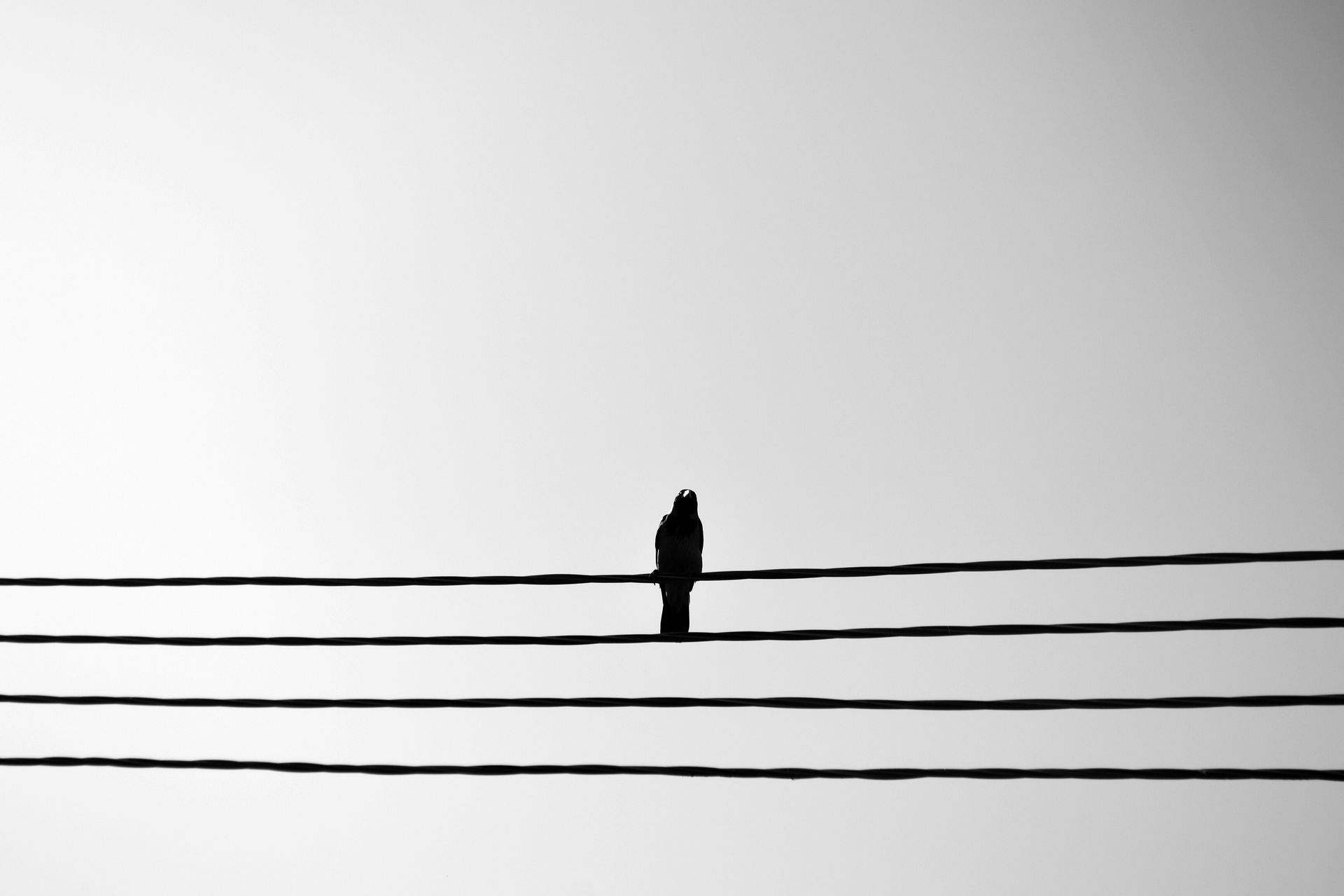 Black and white photo of a pigeon perched on power lines against a clear sky, creating a minimalist aesthetic.