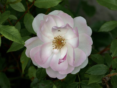 Fotobanka s bezplatnými fotkami na tému kvetinová fotografia, ruža, ružový kvet