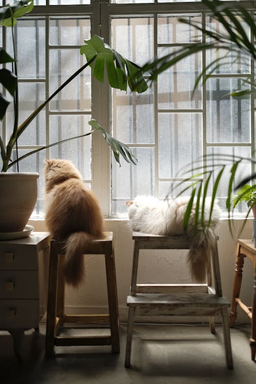 ガラスの窓, ペットの写真, ペルシャ猫の無料の写真素材