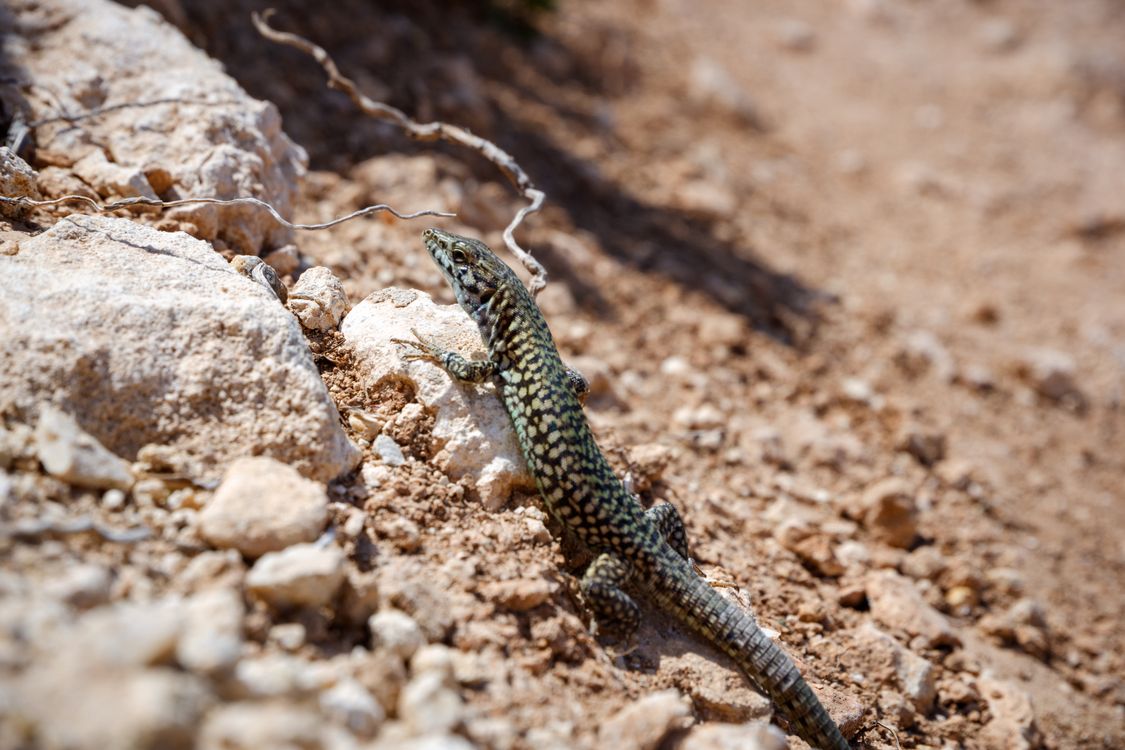 Close Up Photo Of Lizard On Rock Free Stock Photo close-up-photo-of-lizard-on-rock-free-stock-photo