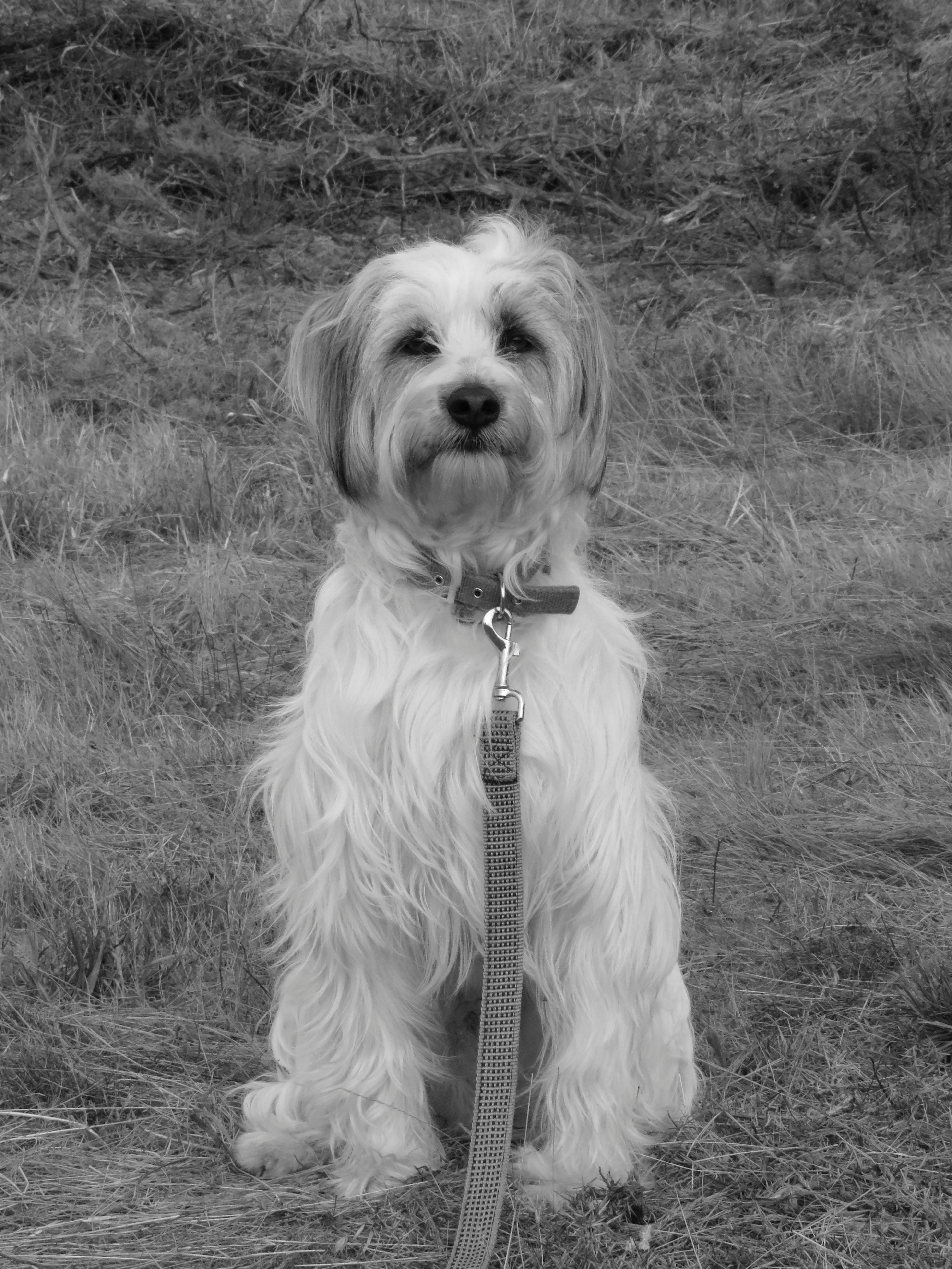 White Medium Coat Medium Dog · Free Stock Photo