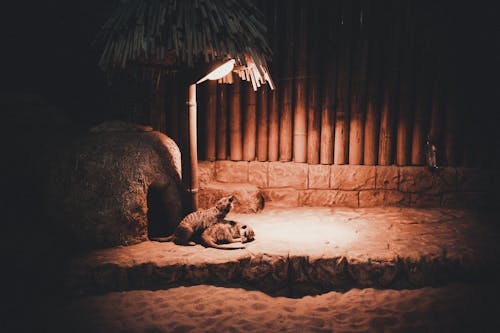 Fotobanka s bezplatnými fotkami na tému cicavec, osvetlený, surikaty