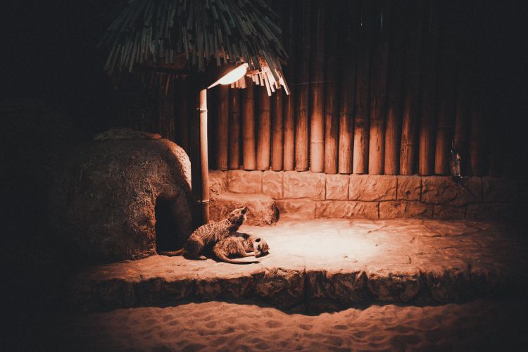 Night at the zoo