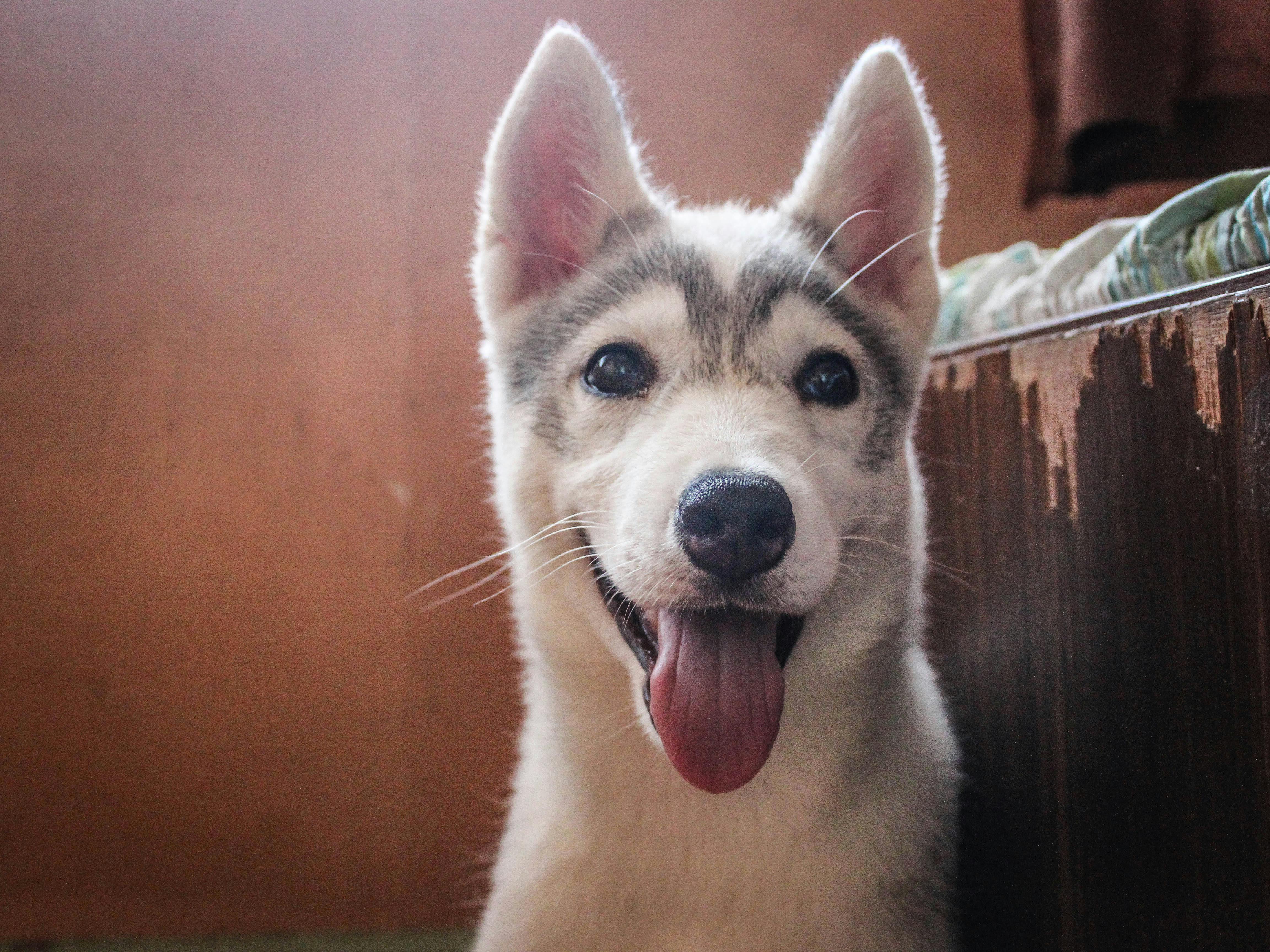 Foto Stok Gratis Tentang Anak Anjing Anjing Anjing Husky