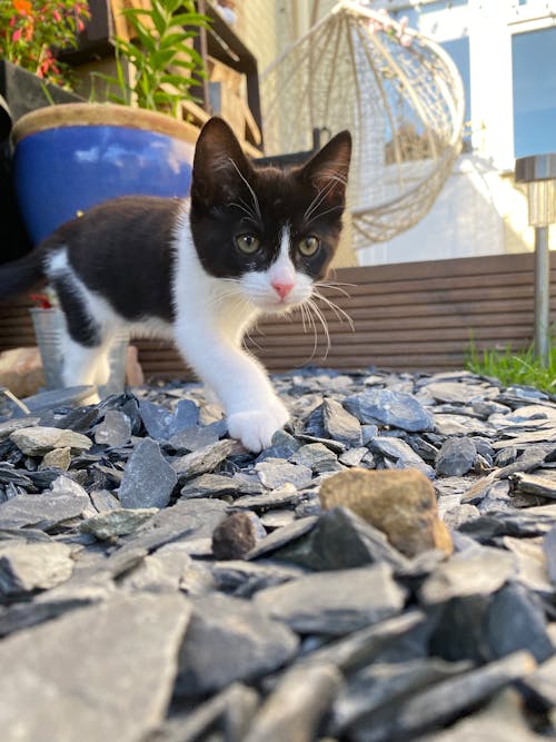 Kostenloses Stock Foto zu katze, katzenliebhaber