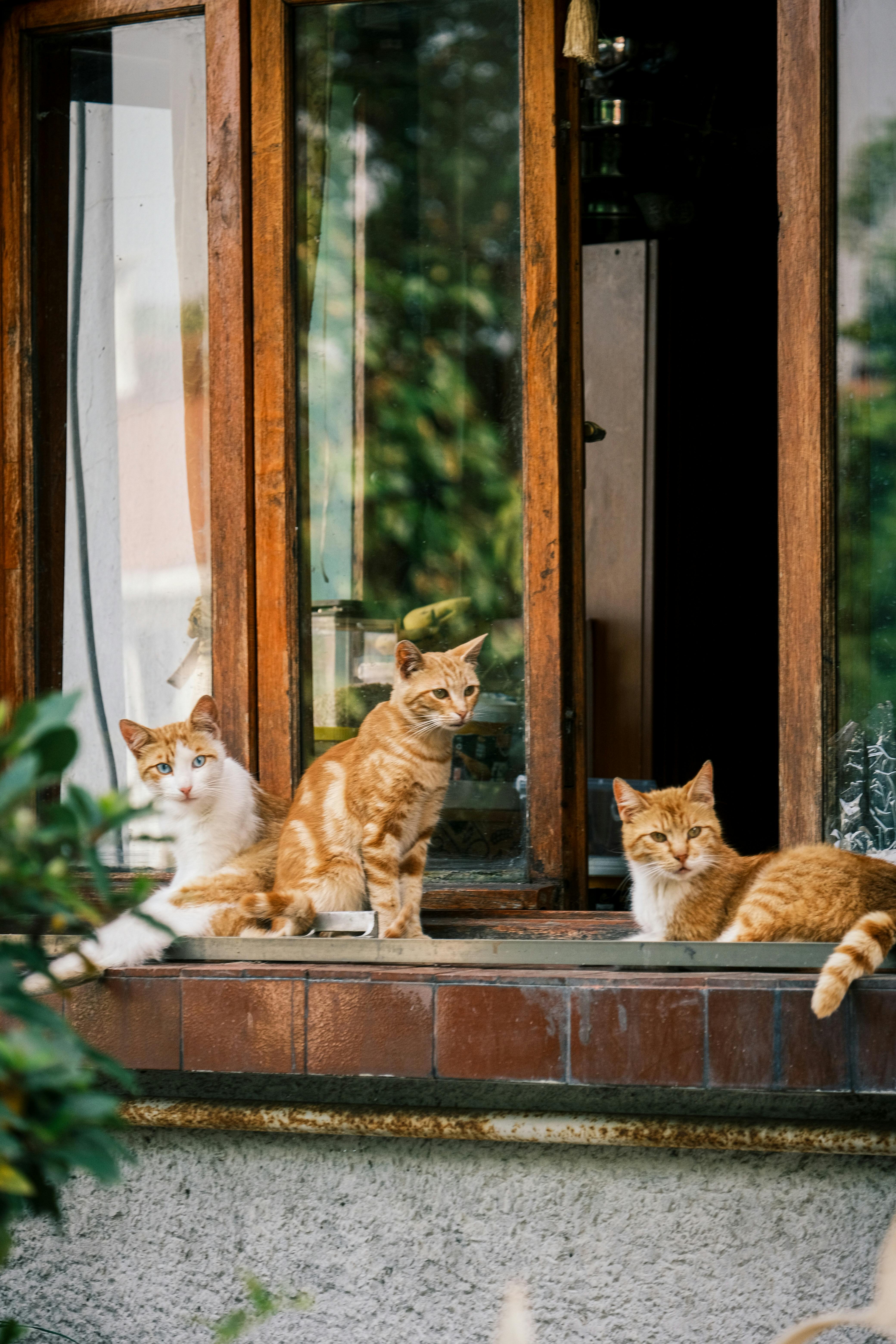 cats sitting on a windowsill