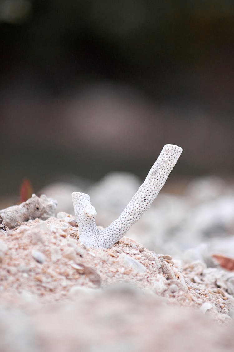 Coral Reef On Blur Background