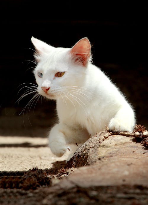 Fotobanka s bezplatnými fotkami na tému biela mačka, domáce zviera, domáci