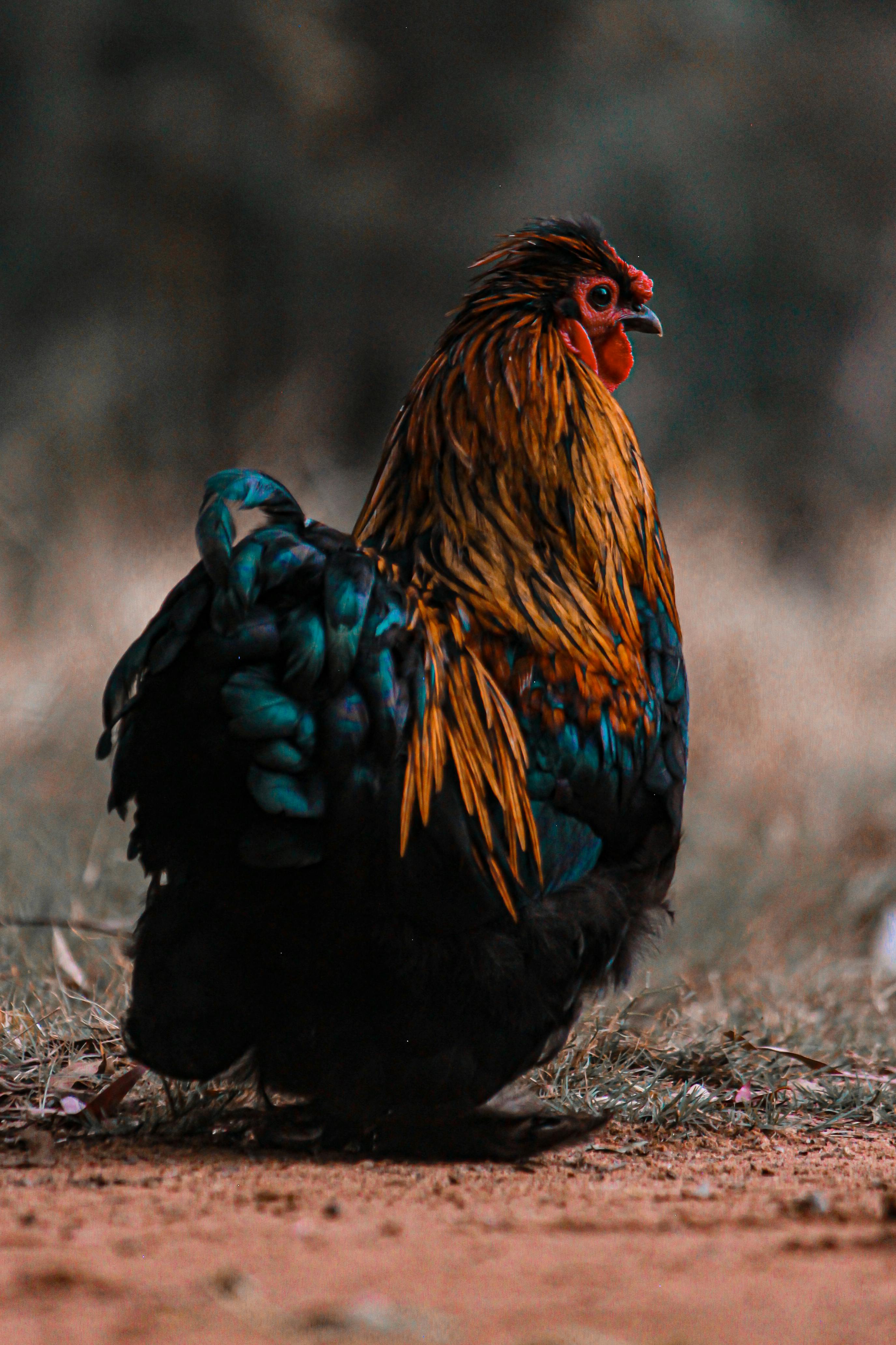 close up of rooster