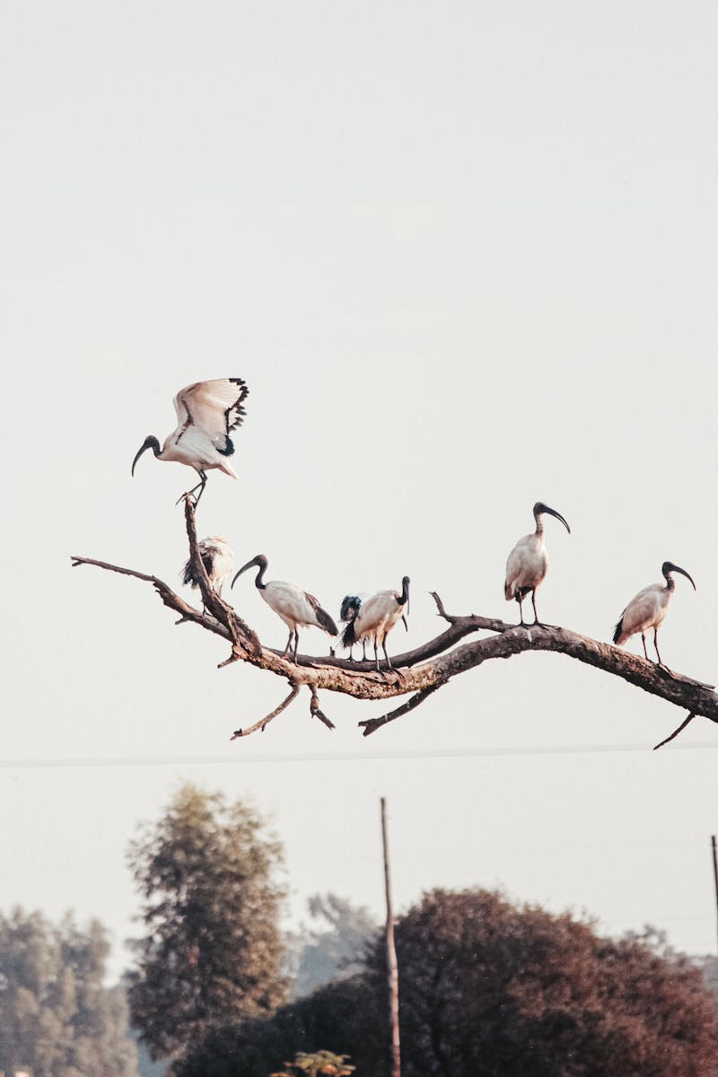 Flock of Birds Perched on Brown Tree Branch