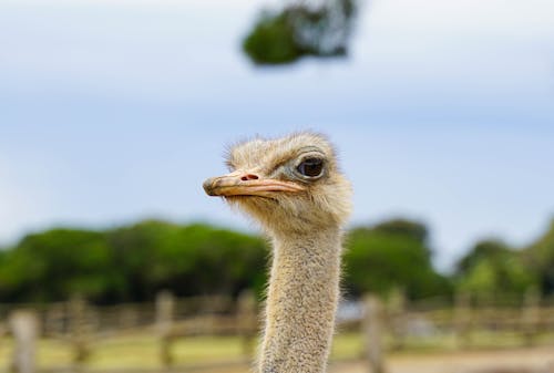 Close Up Shot of an Ostrich Head