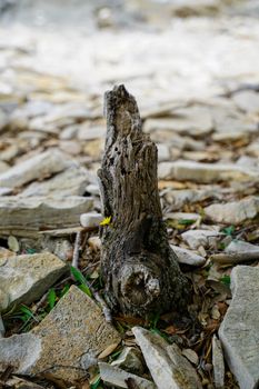 Brown Tree Trunk on the Ground