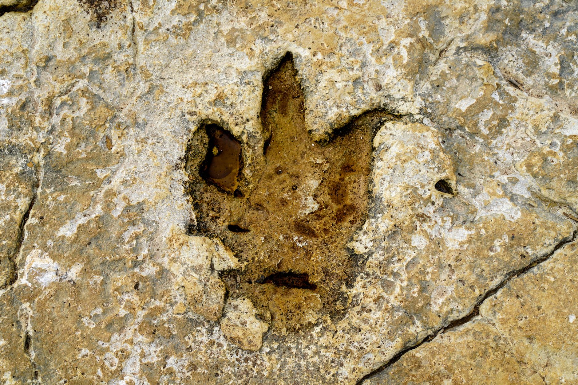 Primer plano de una huella fosilizada de dinosaurio tridáctilo marcada en la roca