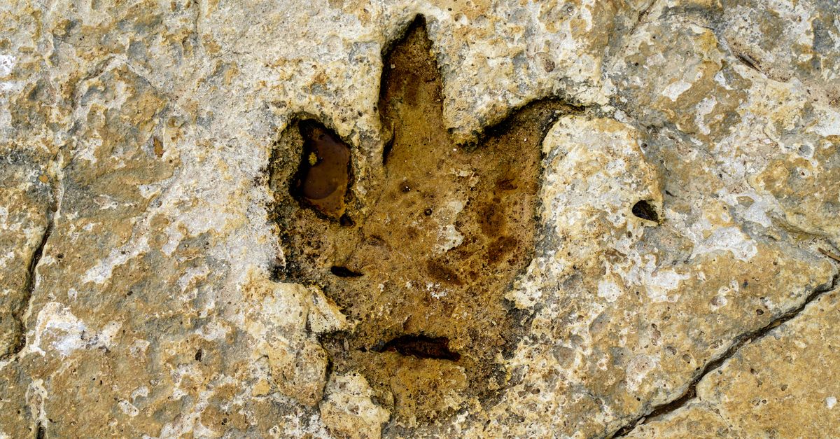 95-million-year-old flowers that bloomed before bees still attract beetles