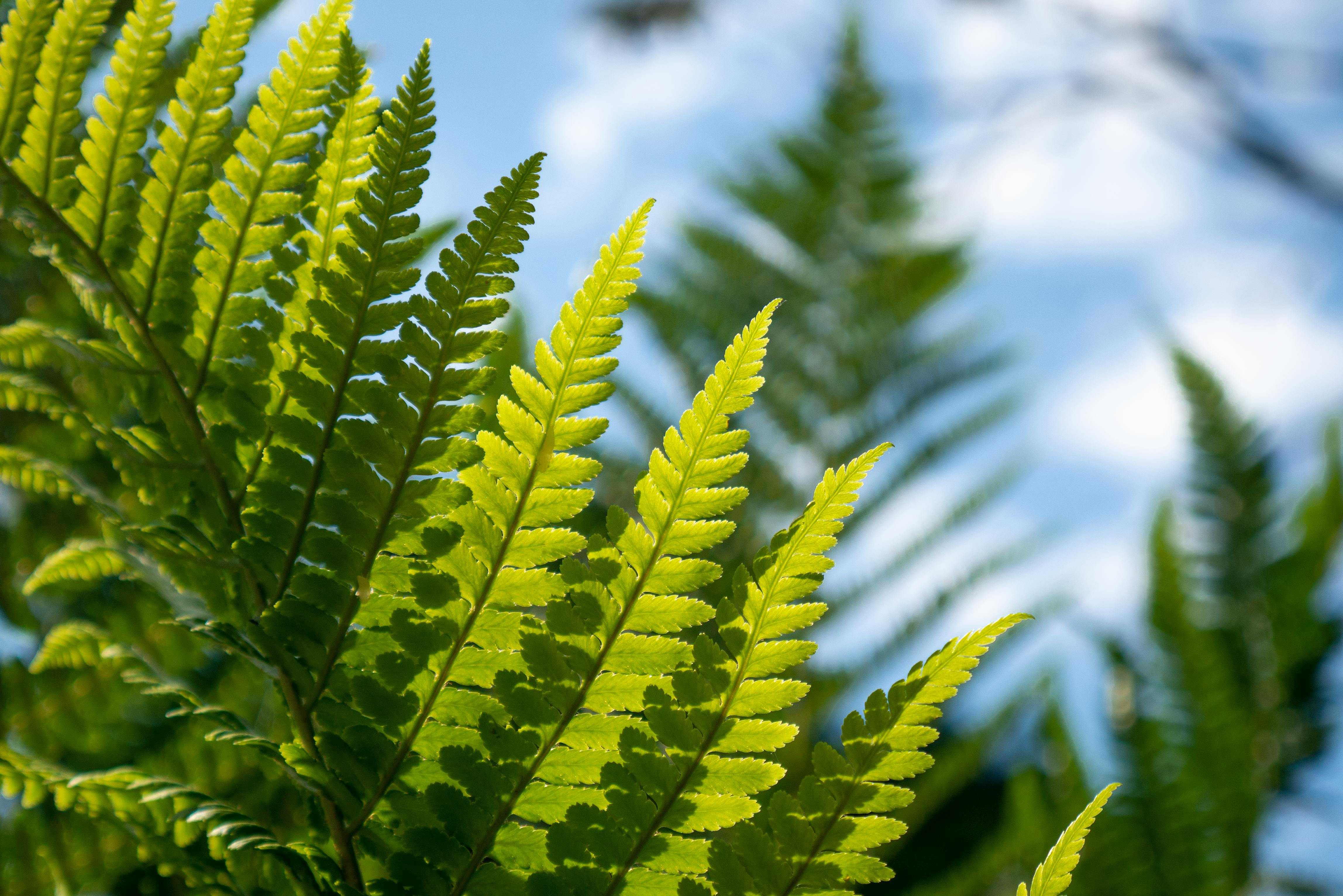 Green Fern Plant · Free Stock Photo