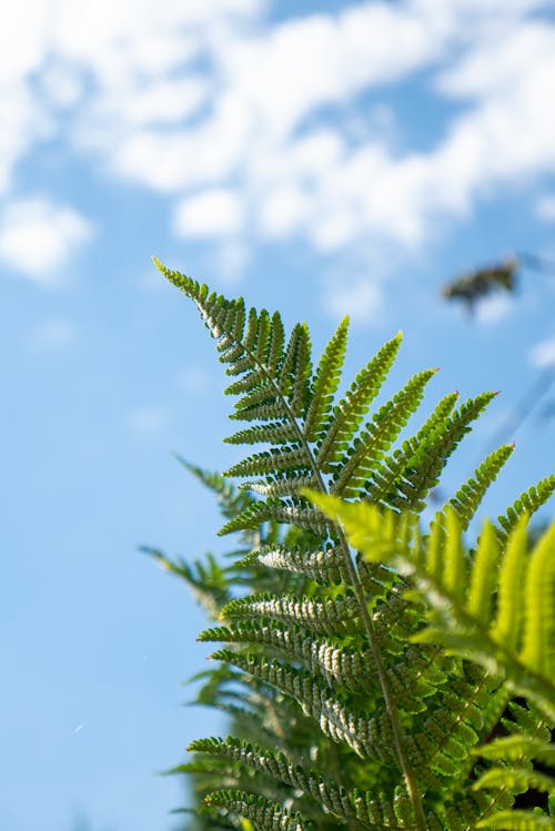 Foto d'estoc gratuïta de cel blau, fulles de falguera, fulles verdes