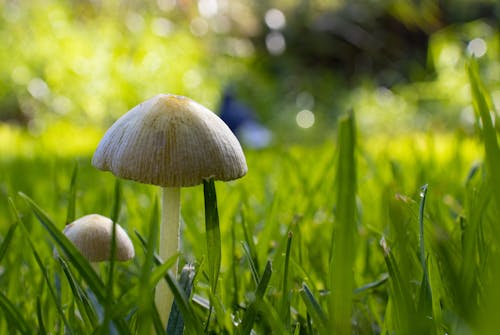 Mushrooms on Green Grass