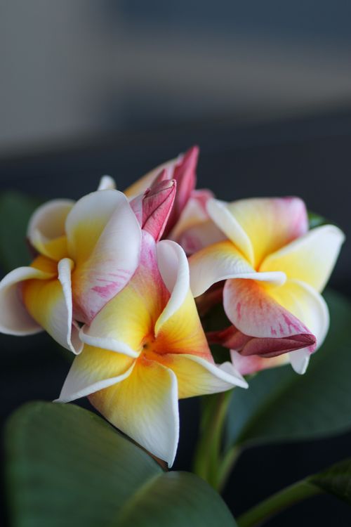 Free Close-up of colorful frangipani blooms showcasing vibrant petals and lush green leaves. Stock Photo