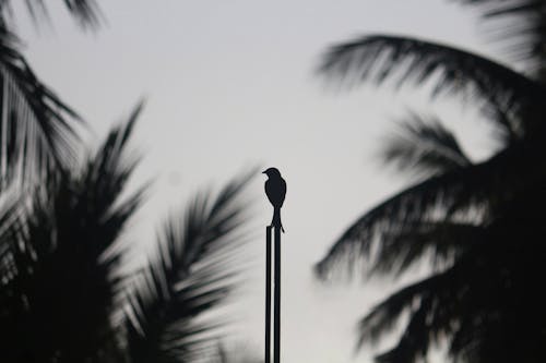 Silhouette of a Bird on Metal Post
