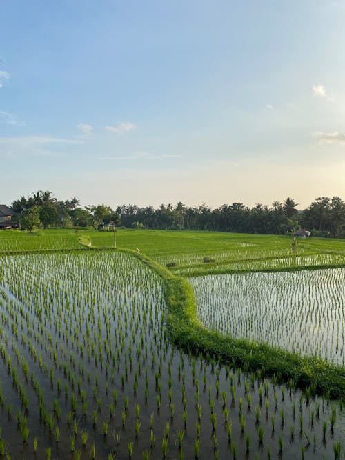 Ảnh lưu trữ miễn phí về bắn dọc, cánh đồng lúa, đất nông nghiệp