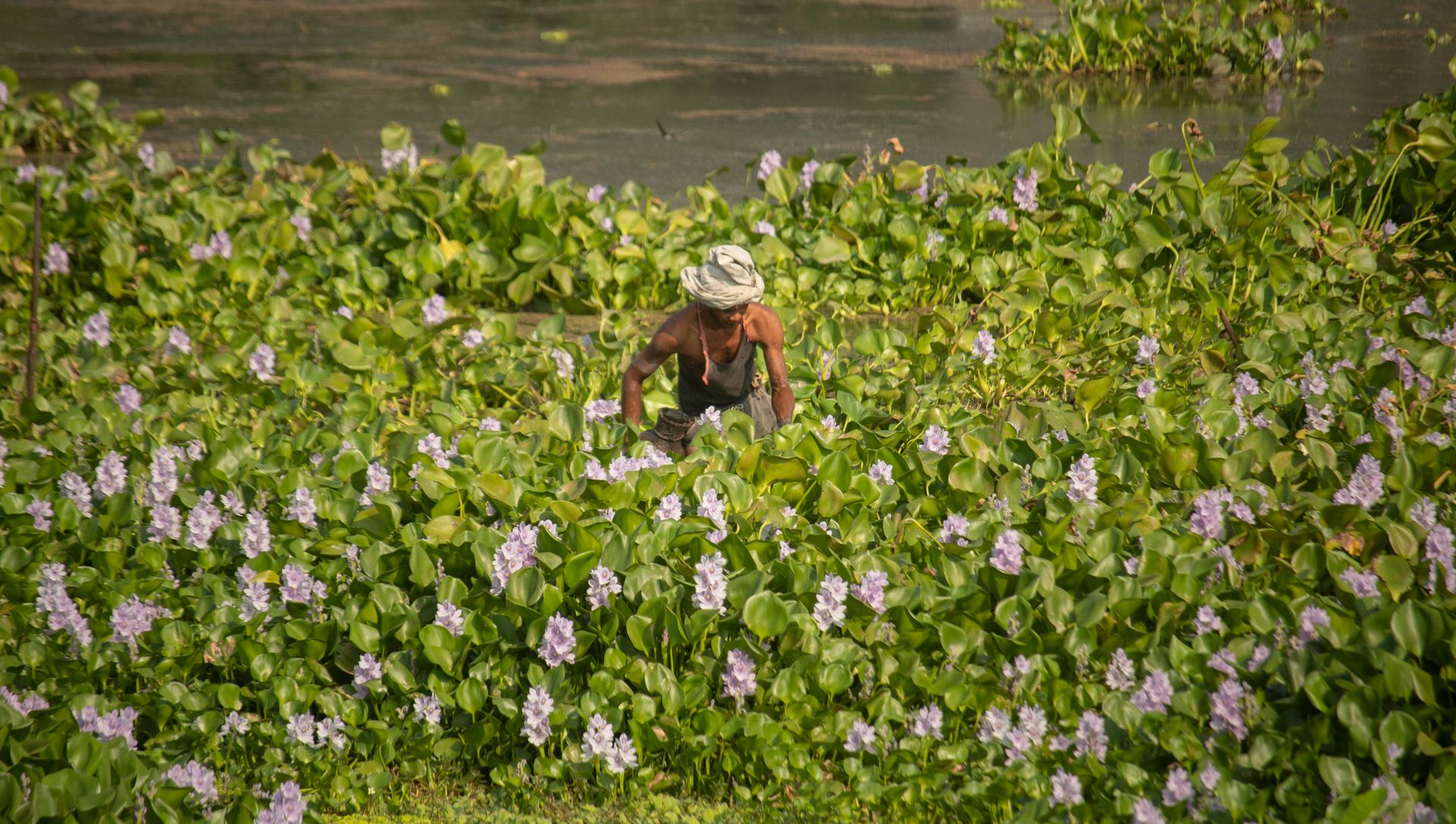 A man works among water hyacinth plants in a rural river setting.
