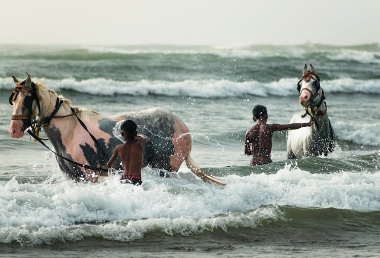 People Bathing Horses In Sea