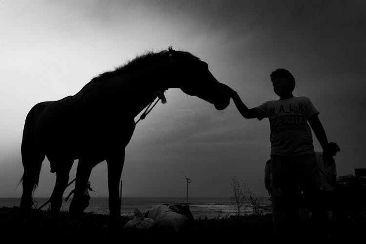 Silhouette Of A Man Holding A Horse