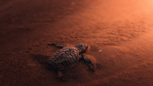 Brown Turtle on Brown Sand